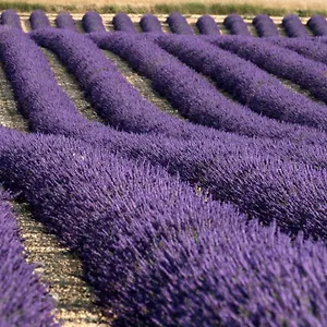  Hébergement de vacances La Provencale
